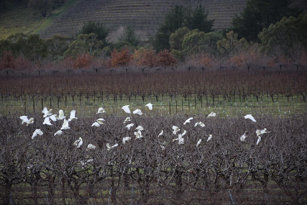 Borrodell Vineyard Hotel Ориндж Екстериор снимка