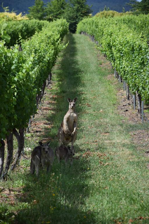 Borrodell Vineyard Hotel Ориндж Екстериор снимка